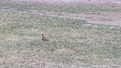 Buteogallus meridionalis