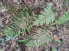 Christella acuminata
