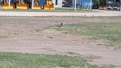 Buteogallus meridionalis