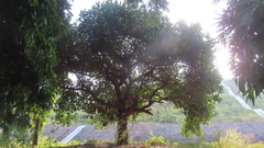 Artocarpus heterophyllus