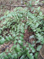 Zanthoxylum scandens