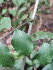 Zanthoxylum scandens