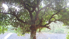 Artocarpus heterophyllus