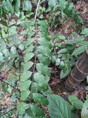Zanthoxylum scandens