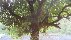 Artocarpus heterophyllus