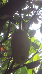 Artocarpus heterophyllus