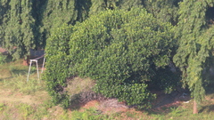 Artocarpus heterophyllus