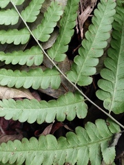 Diplazium esculentum
