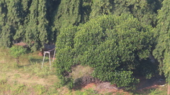 Artocarpus heterophyllus