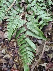 Diplazium esculentum