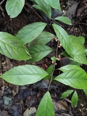Maesa japonica