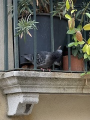 Columba livia domestica