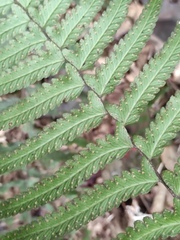 Microlepia marginata