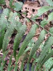 Microlepia marginata