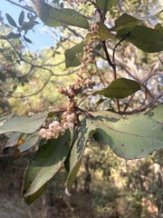Arbutus