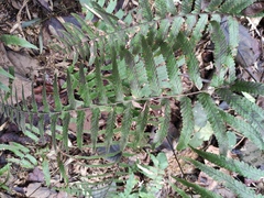 Microlepia marginata