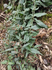 Senecio scandens