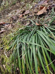 Liriope spicata