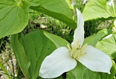 Trillium camschatcense