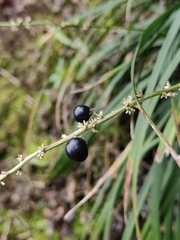 Liriope spicata