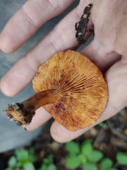 Lactarius atlanticus