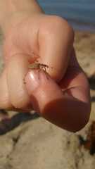 Charagmus gressorius