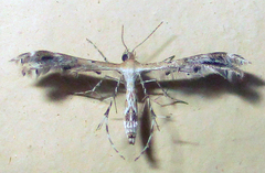 Pterophoroidea
