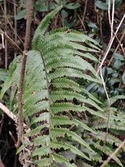 Microlepia marginata