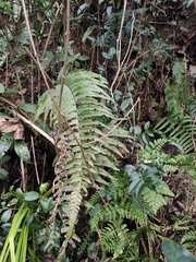 Microlepia marginata