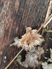 Schizophyllum commune