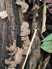 Schizophyllum commune