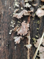 Schizophyllum commune