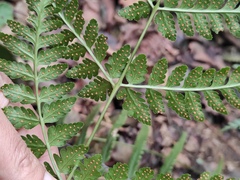 Dryopteris sparsa