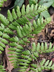 Dryopteris sparsa