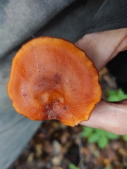 Lactarius atlanticus