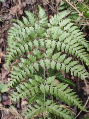 Dryopteris sparsa