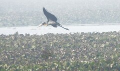 Leptoptilos javanicus