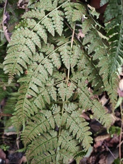 Dryopteris sparsa