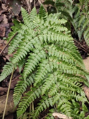 Dryopteris sparsa