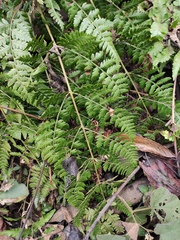 Dryopteris sparsa