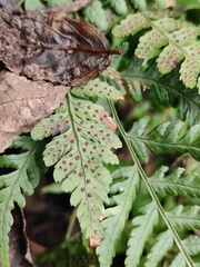 Dryopteris sparsa