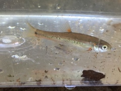 Hemitremia flammea