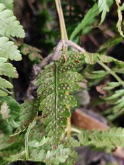 Dryopteris sparsa