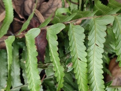 Microlepia marginata