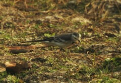 Motacilla alba