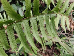 Microlepia marginata