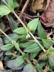 Oldenlandia chrysotricha