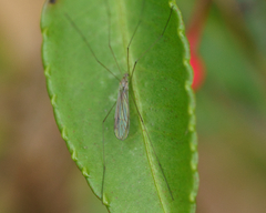 Diptera