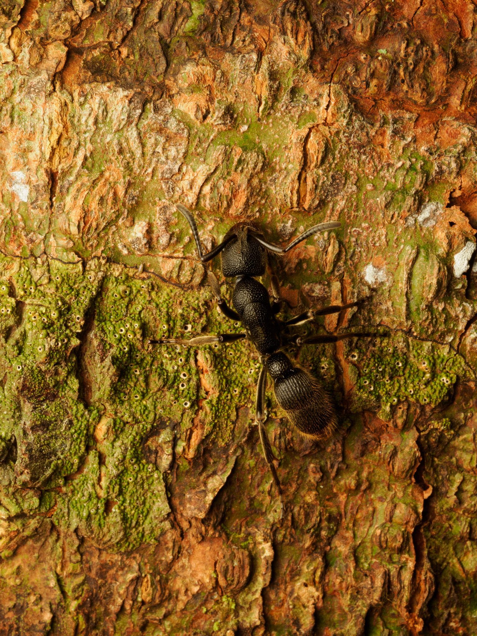 Pseudoneoponera tridentata
