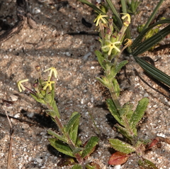 Lyperia lychnidea